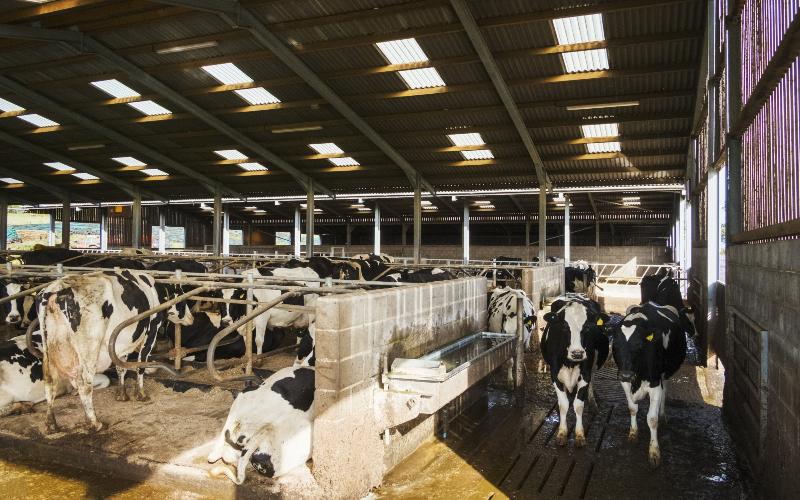 Irish Dairy Co-Ops Face Third Consecutive Month of Milk Price Cuts