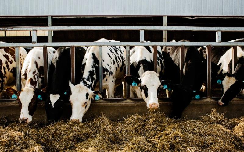 USDA, Süt Ürünleri Yeniliği ve Pazarlamasını Geliştirmek İçin 11 Milyon Dolar Tahsis Ediyor