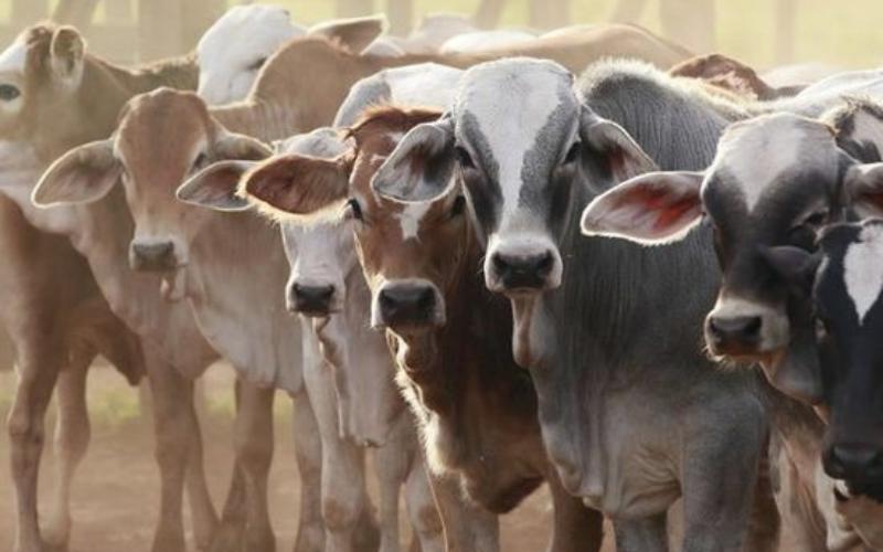 Vijaya Dairy and Sangam Dairy Raise Milk Prices Amid Cost Pressures