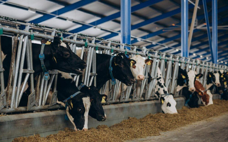 Bangladesh Agricultural University's Dairy Farm Enhances Education and Research