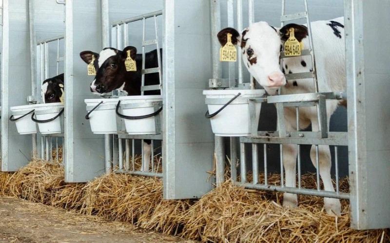 Drought Drives Milk Production Costs Up by 20%