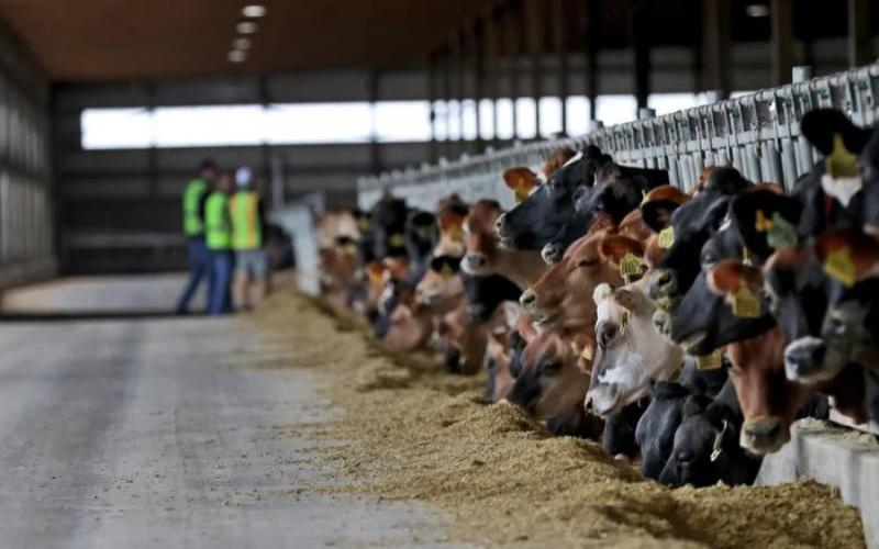 Minnesota Mega-Dairy Plan Sparks National Debate on Agriculture