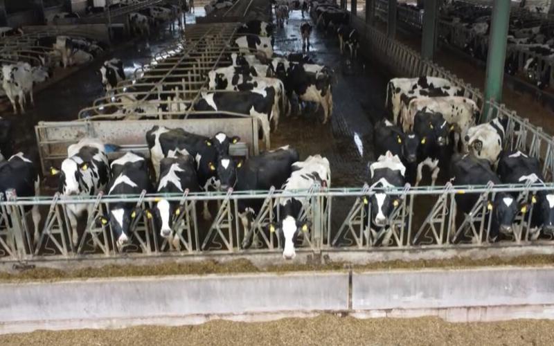 The Syndicate That Drained a Dairy Farm: Production on the Line, Justice on its Tail