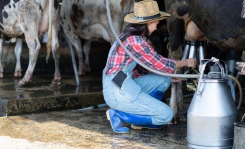Cooperatives Gain Ground in Minas Gerais Amidst Declining Dairy Producers