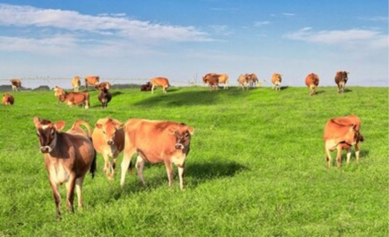 الأوروغواي تنتج المزيد من الحليب مع عدد أقل من المنتجين بينما تشتري البرازيل