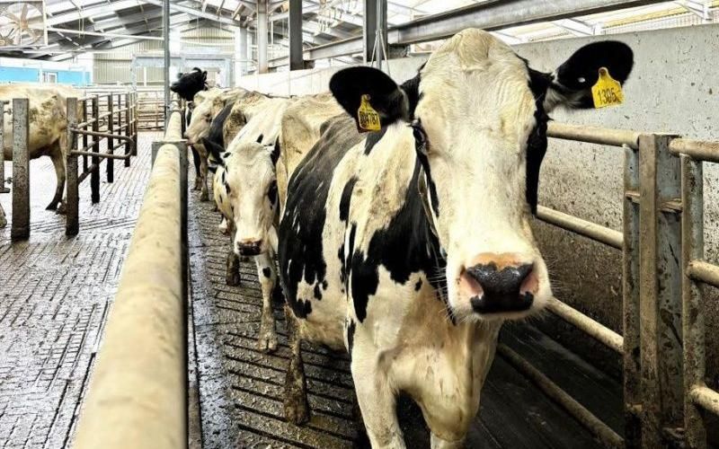Revolutionary 3D Monitoring Boosts Dairy Farming