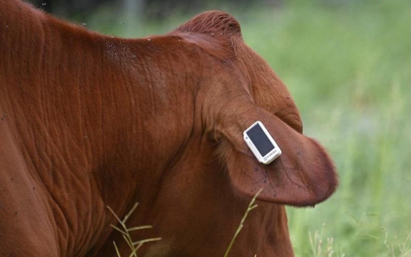 ابتكار حلقة أذن ذكية من قبل طلاب UAT تُحدث تحولاً في إدارة الماشية