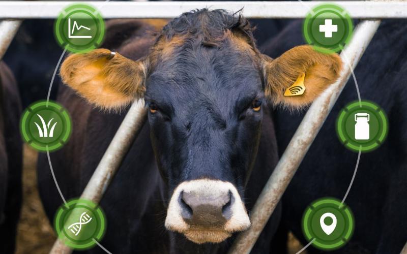 Akıllı İnekler: Arjantin'de Süt Üretiminin Geleceği