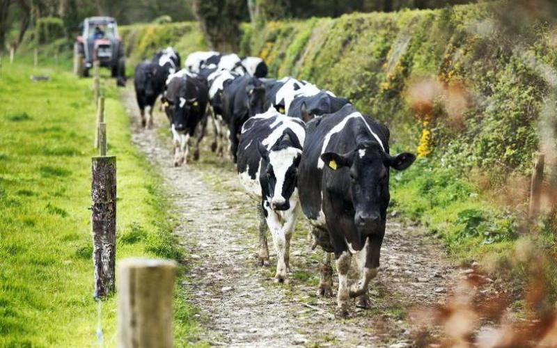 Irish Agri-Food Sector Sees 39% Increase in Gas Demand Due to Dairy Production