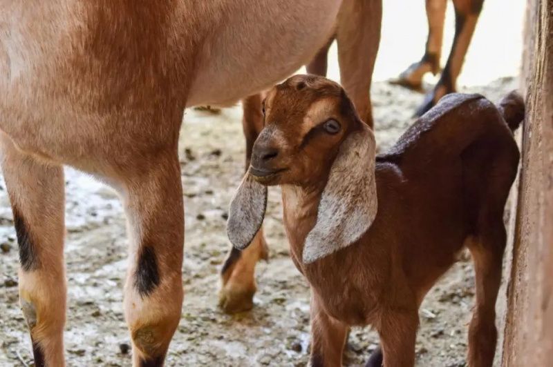 Goat Milk from Aguascalientes Makes Inroads in Global Markets