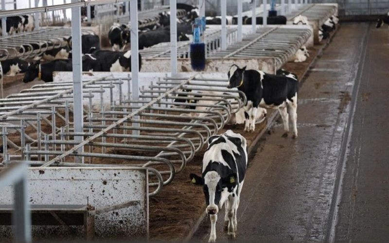 В Акмолинской области заработала одна из самых технологичных ферм Казахстана