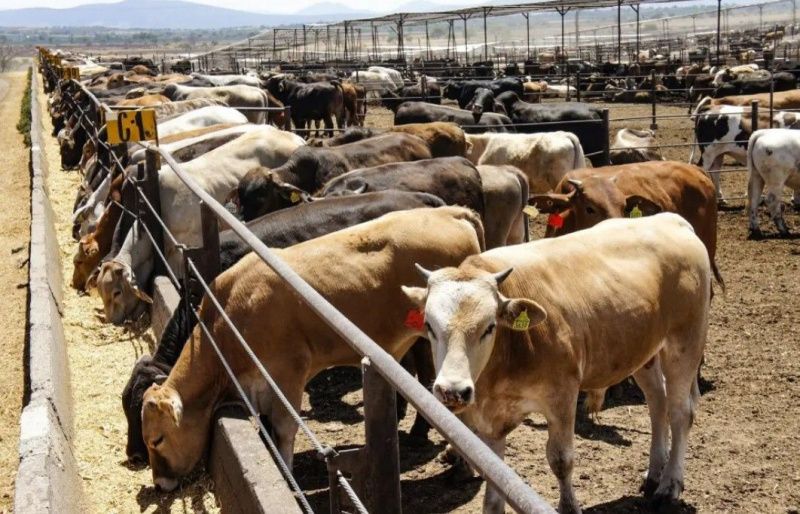 Aguascalientes cattle theft remains under control