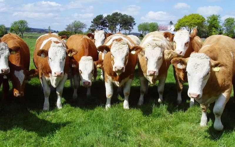 The demand for purebred Simmental and Aberdeen Angus cattle is growing in Kyrgyzstan