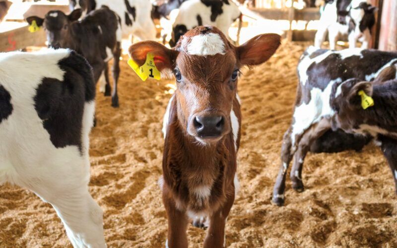 New Zealand Farmers Increase Dairy-Beef Breeding to 12%