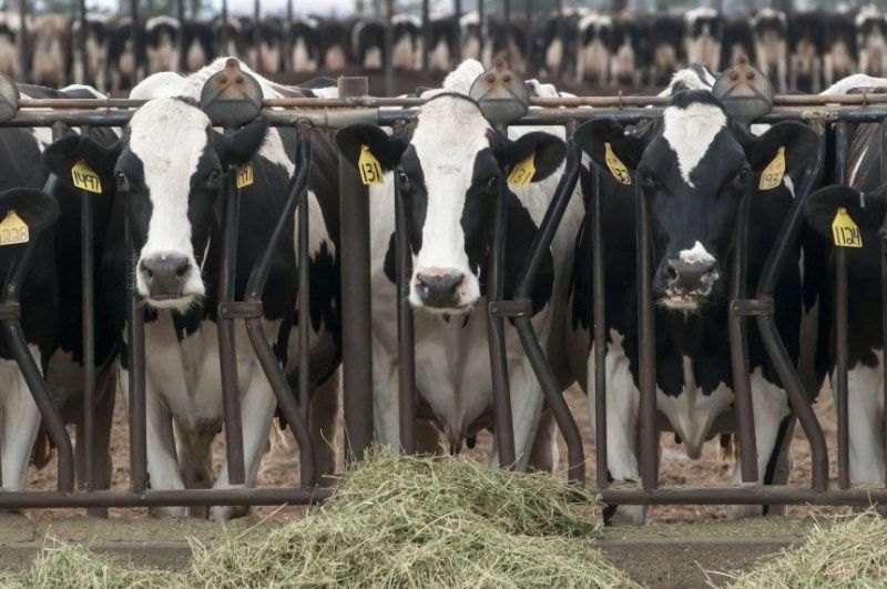 University of Florida Researchers Test Innovative Feed for Methane Reduction