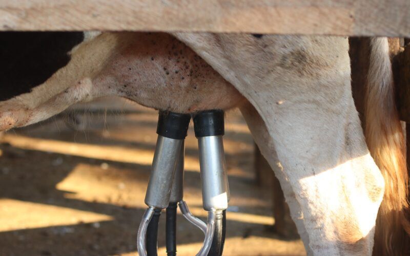New Zealand launches a comprehensive dairy market review