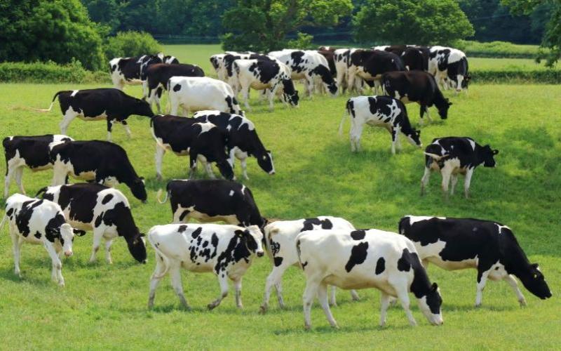 UK Dairy Production Reaches Record High Despite Falling Prices