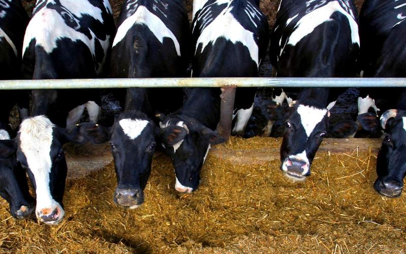 İngiliz Milletvekilleri, Fiyat İndirimi Nedeniyle Süt Üreticilerine Acil Destek Çağrısında Bulundu