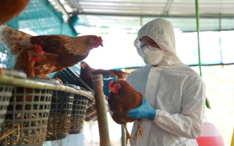USDA Declares Vermont Dairy Farms Free of Bird Flu Amid Epidemic