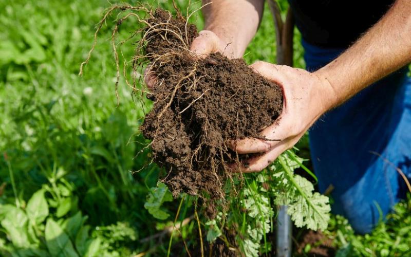 الزراعة الحلوب المتجددة تُظهر نتائج واعدة في احتجاز الكربون في المملكة المتحدة