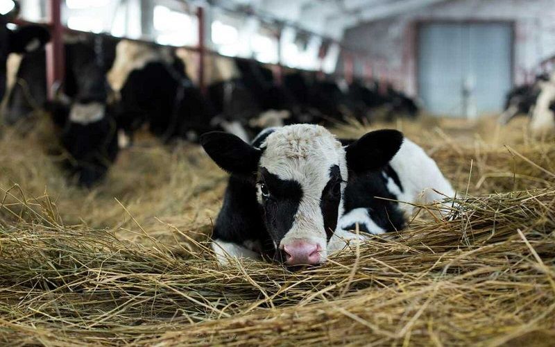 Искусственное осеменение коров повысит молочную и мясную продуктивность - ученые КазНАИУ Искусственное осеменение коров повысит молочную и мясную продуктивность - ученые КазНАИУ