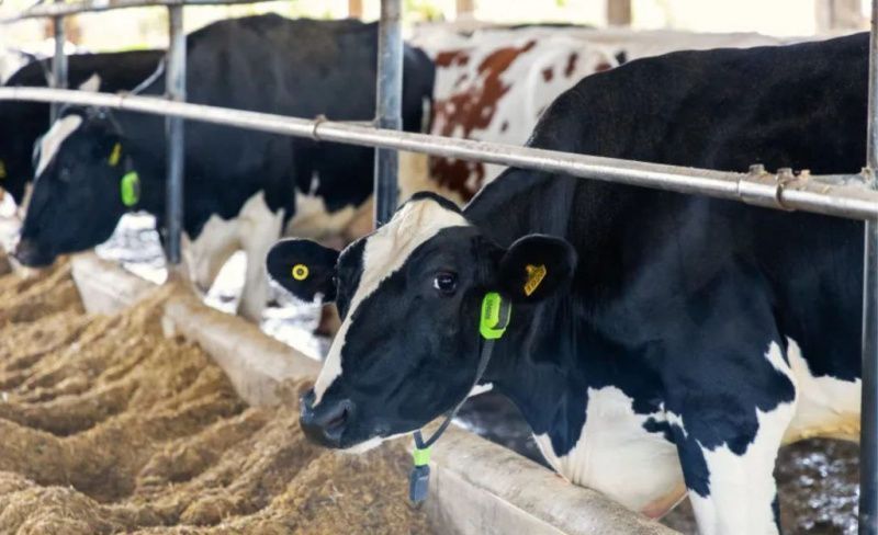 Technological Integration Transforms Dairy Farm Operations in Brazil