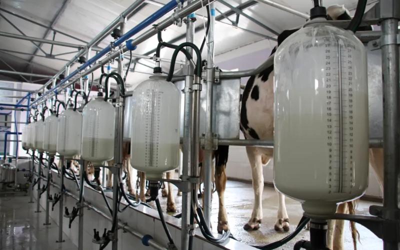 US Dairy Industry Sees Record Milk Output and Herd Expansion