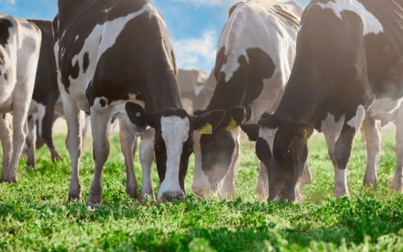 Mastellone Hnos. Sets Sustainability Benchmark in Argentine Dairy Industry