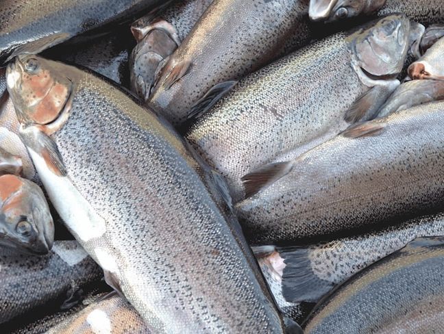 Россия сохраняет ограничения на импорт рыбы и молочных продуктов из Армении Россия сохраняет ограничения на импорт рыбы и молочных продуктов из Армении
