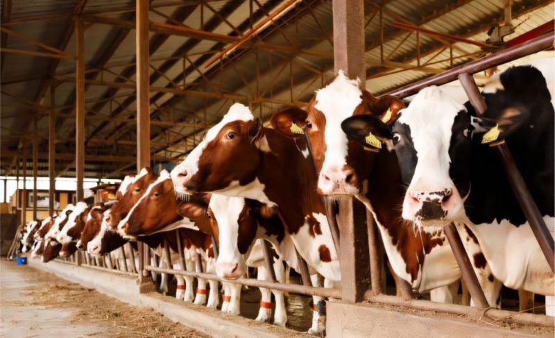 Challenges and Costs of Dairy Cattle Confinement in Brazil
