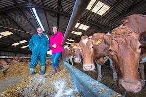 Guernsey Dairy Farmers Face Uncertain Future Amid Declining Demand and Financial Strain