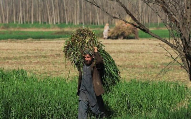 Pakistan Aims for $1 Billion in Fodder Exports by Accessing Saudi and Chinese Markets