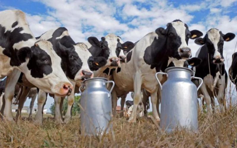 APyMIL Warns of Crisis in Dairy SMEs and Calls for Urgent Dialogue