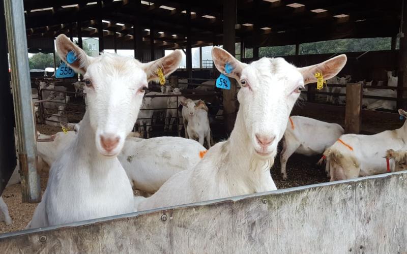 The Goat Milk Model Farm in Tacna