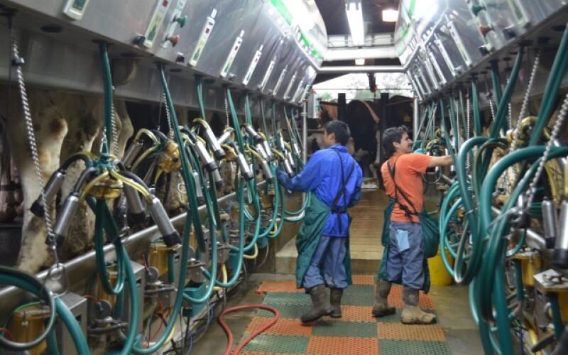 Dairy Labor Crisis Flares: Industry Demands Immediate Visa Reform