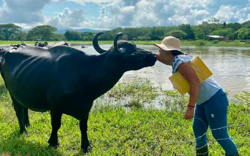 Ganadera araucana faces crisis with cheese and buffaloes