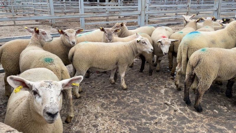 Strong Sheep and Dairy Markets Boost Trade at Carnew Mart in 2026