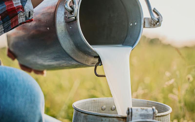 شركة Gokul Dairy ترفع سعر حليب الجاموس وسط تغييرات في السوق الحضري