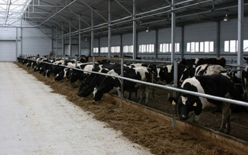 Belarus plans to build 60 dairy farms in 2025–2026