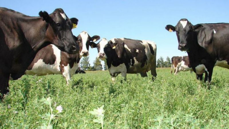 CaProLER warns of dairy farm closures and seeks a specific agenda CaProLER warns of dairy farm closures and seeks a specific agenda
