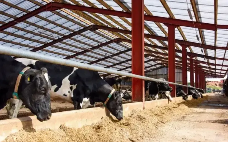 Innovative Rooflights Revolutionize the UK Dairy Sector