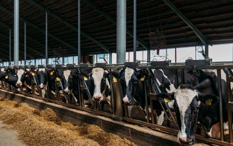 El Condado de Lincoln Retrasa la Decisión sobre el Permiso de Expansión de Gran Lechería