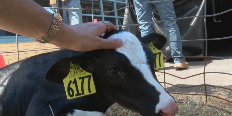 Interactive Dairy Exhibit Educates Johnson City Students on Farming