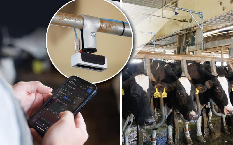 تقنية الذكاء الاصطناعي من CattleEye لتعزيز مراقبة قطعان الألبان عالمياً