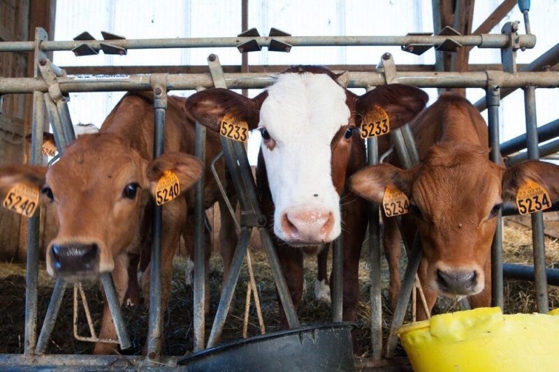 Maryland Department of Agriculture Implements Restrictions on Dairy Cattle Movement Amid Avian Influenza Concerns