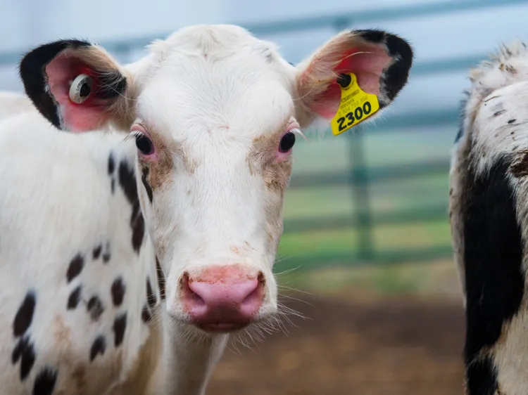 Peggy Thompson ofrece orientación a los productores de leche sobre el gusano barrenador del Nuevo Mundo