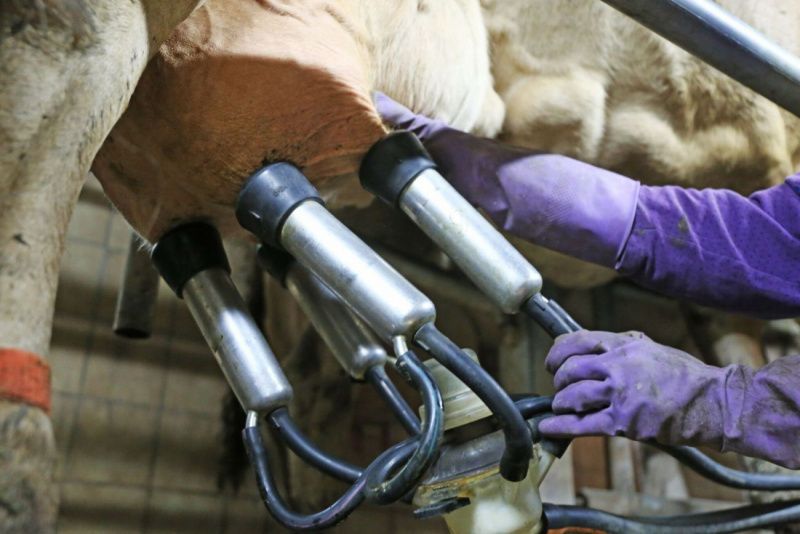 US Dairy Industry Faces Crisis Over Trump’s Mass Deportation Plan