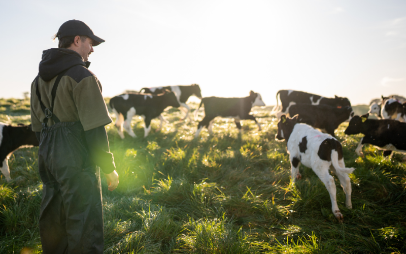 Taupō Farm Supply Hub Offers Investment Opportunity in New Zealand's Dairy Sector