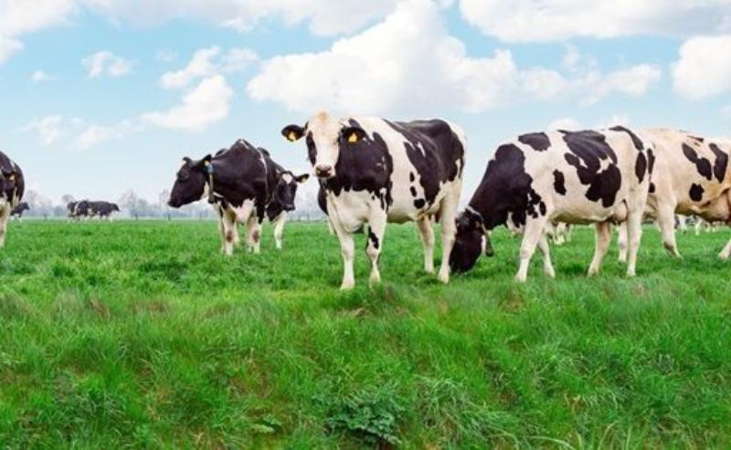 Chilean Raw Milk Receives a 4.5% Boost in the First Quarter
