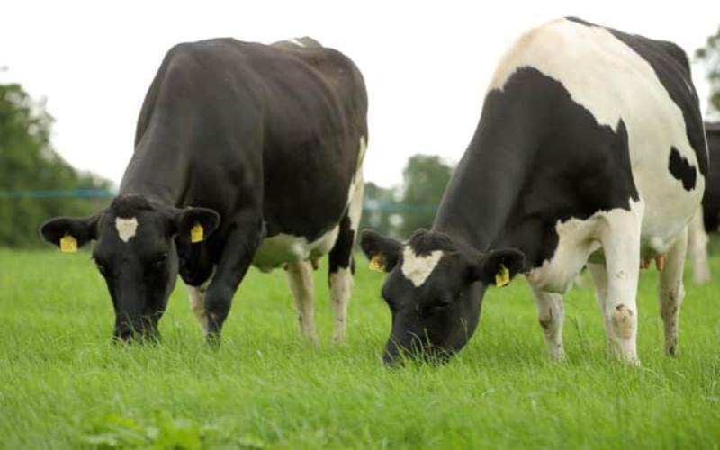 Stability Amidst Surplus: UK's Dairy Scenario